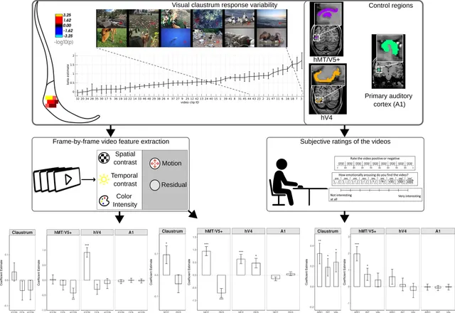 Human visual claustrum responds to motion and also to emotional ratings of arousal, interest and valence